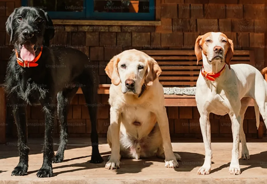 3 dogs side by side