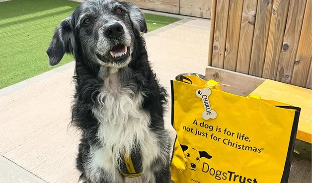 Happy dog with Dogs Trust merchandise
